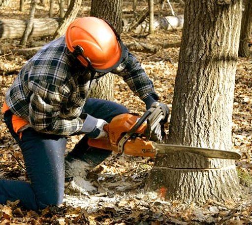 Tree Removal in Woodbury, CT
